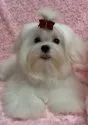 マルチーズ【兵庫県・女の子・2018年8月13日・ホワイト】の写真1「1月21日撮影」