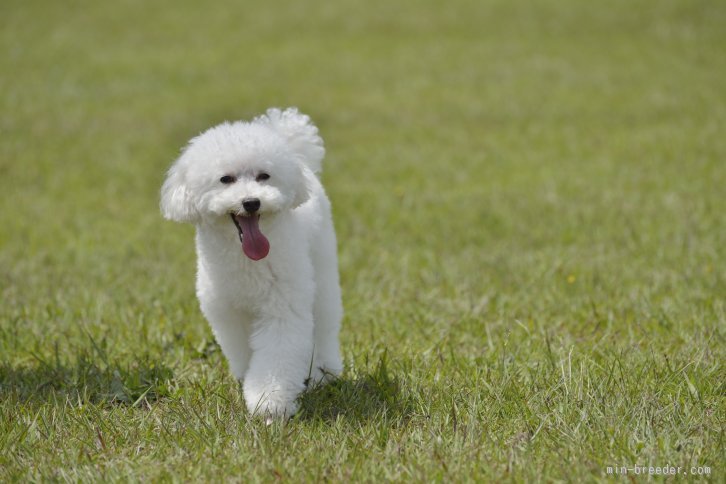 今回お産をした母犬です　とってもキュートで性格も優しいお母さんです！！｜森井　義久(もりい　よしひさ)ブリーダー(島根県・トイプードルなど・JKC登録)の紹介写真1