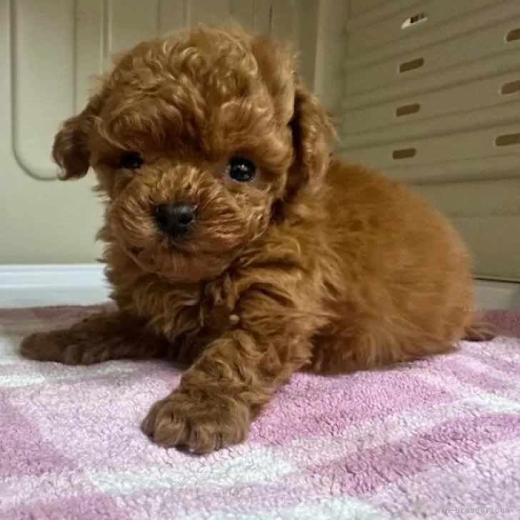 ID：2412-00252の子犬