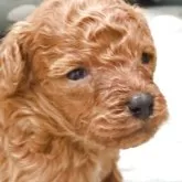 タイニープードル