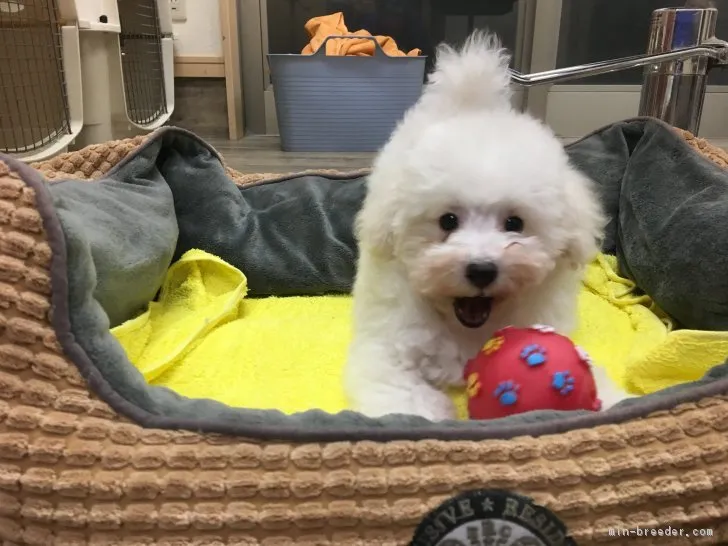 もも 様のお迎えした子犬