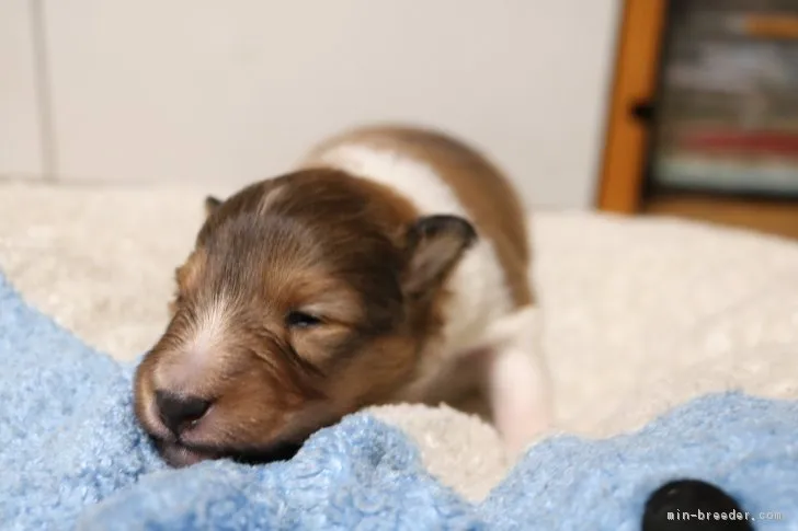 メル 様のお迎えした子犬