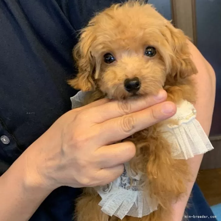 ID:2504-02841の子犬