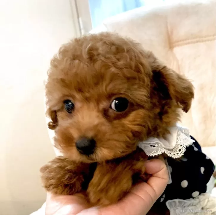 はなぶさ 様のお迎えした子犬
