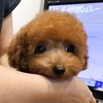 ティーカッププードル【岩手県・男の子・2025年6月1日・レッド】の写真「マイクロ予想🌟賢く運動能力抜群の僕✨超キュート」