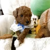 タイニープードル