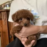 ティーカッププードル