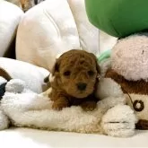 ティーカッププードル【岩手県・女の子・2026年1月5日・レッド】の写真1「1.2kgのパパの超ちびチビ姫ちゃんです✨超キュート🩷」