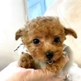 ティーカッププードル【岩手県・女の子・2025年3月17日・レッド】の写真2「つぶらな瞳👀がキュート🩷です。」