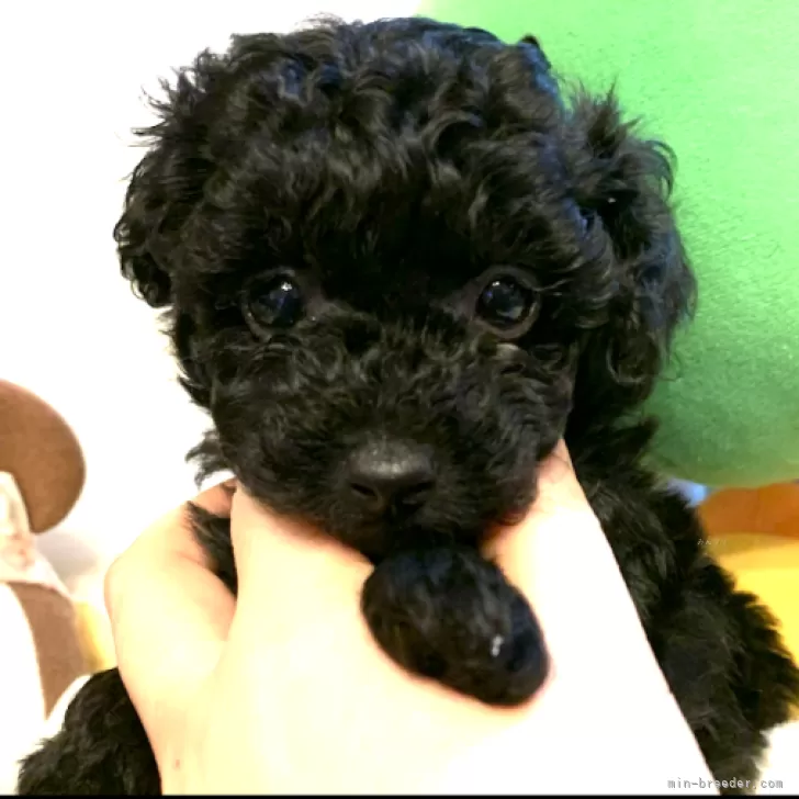 ID:2312-05443の子犬