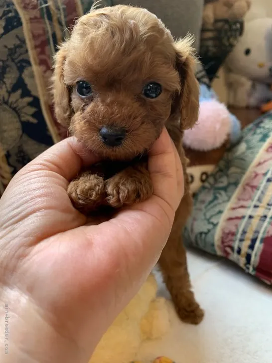 H.S 様のお迎えした子犬