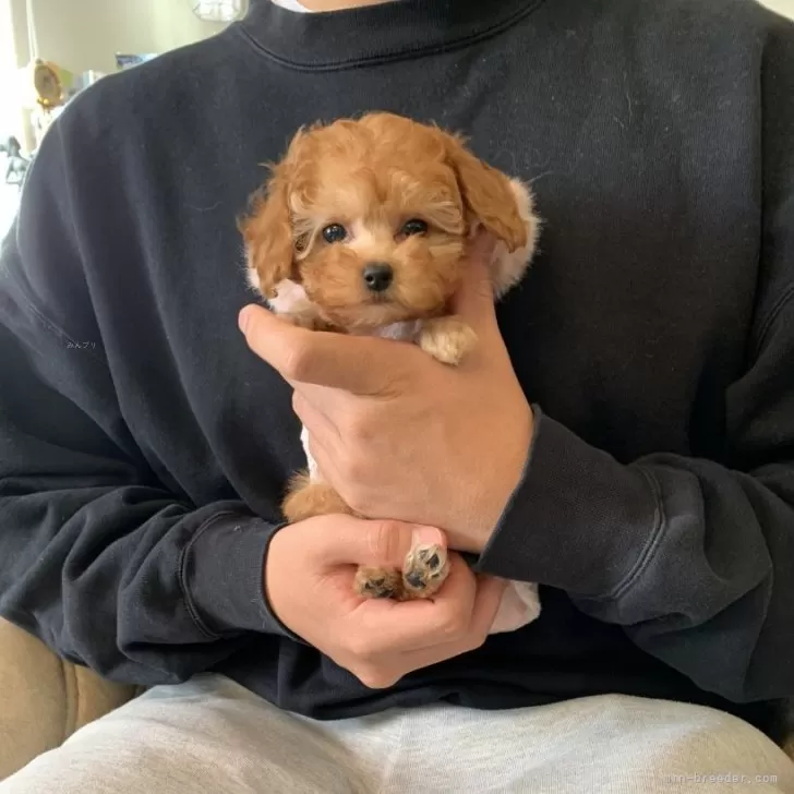 せっきー 様のお迎えした子犬