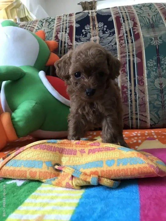 ID:1808-00842の子犬