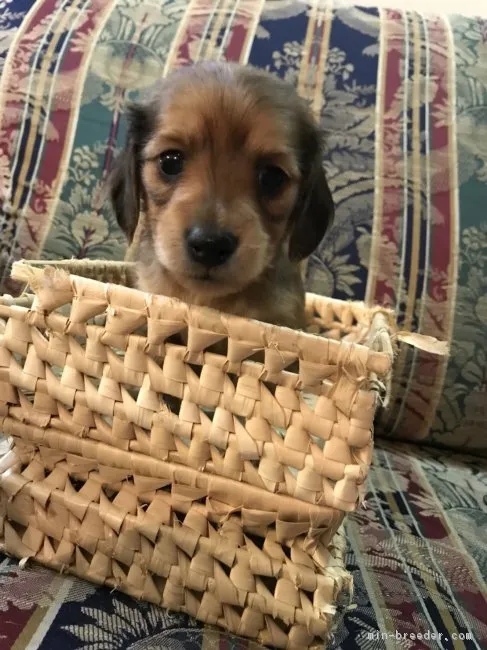 ID:1803-02171の子犬