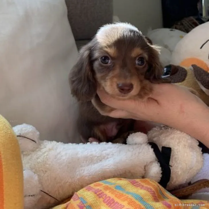 こうじ 様のお迎えした子犬