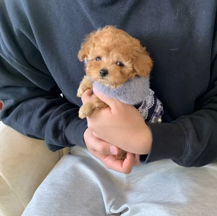 N.Y 様のお迎えした子犬