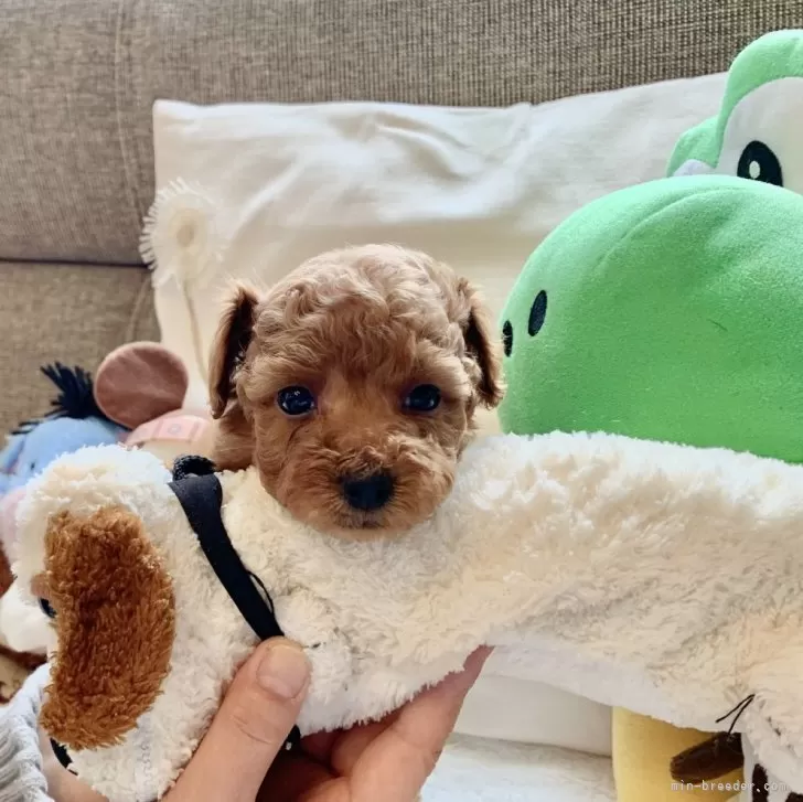 Kou 様のお迎えした子犬