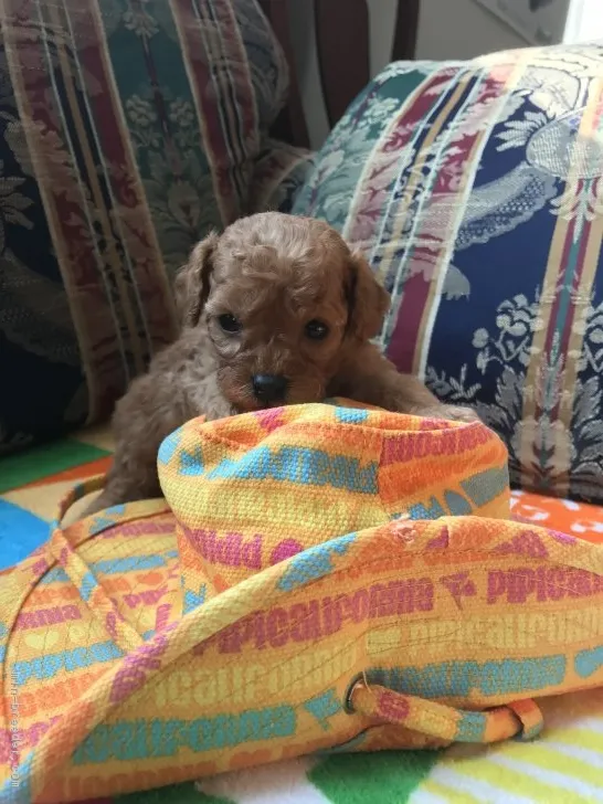 ID:1901-00112の子犬
