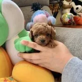 ティーカッププードル【岩手県・男の子・2023年2月5日・レッド】の写真1「僕✨癒し系ジャニーズ男子に成長するね✨」