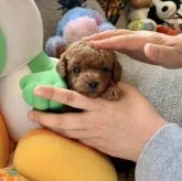 ティーカッププードル【岩手県・男の子・2023年2月5日・レッド】の写真2「まだまだチビっ子だけど沢山オッパィ飲んでるよ」