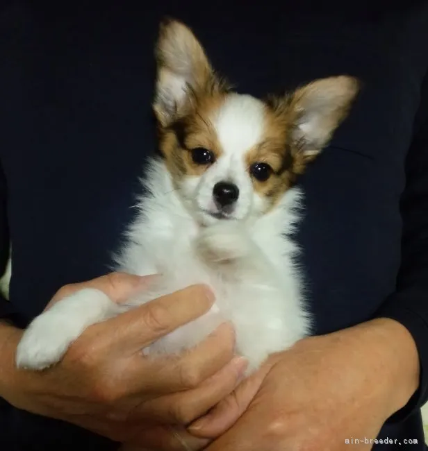 ID：1811-02294の子犬