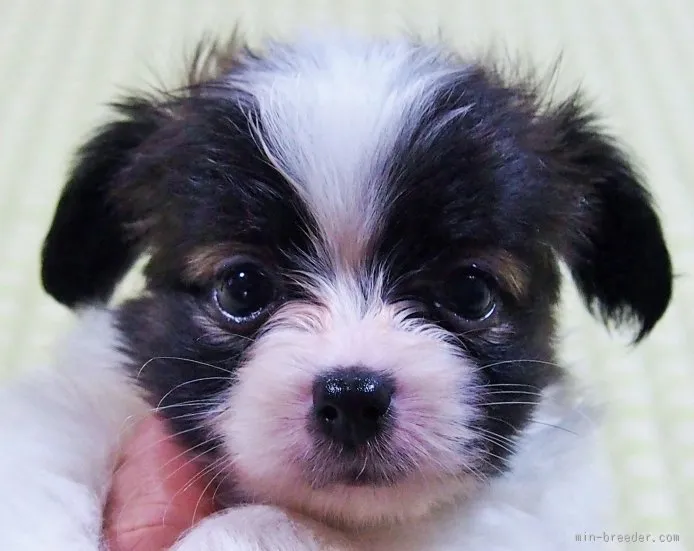 ID：1510-00705の子犬