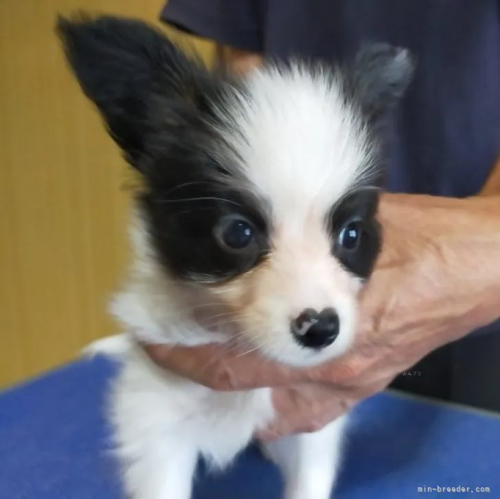ID：2309-01235の子犬