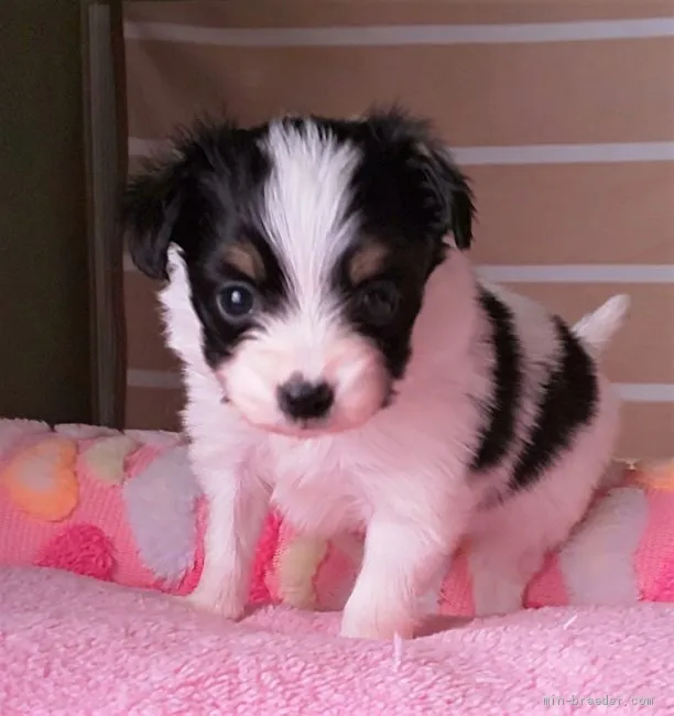ID:2102-00795の子犬