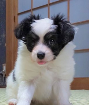 パピヨン【愛媛県・女の子・2020年10月6日・トライ】の写真「きれいなトライカラーの女の子♪」