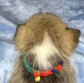 ウェルシュ・コーギー・ペンブローク【大阪府・女の子・2025年1月5日・レッド&ホワイト】の写真10