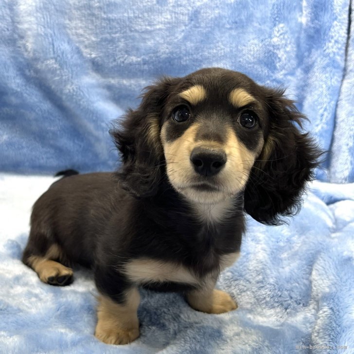 ブリーダー画像