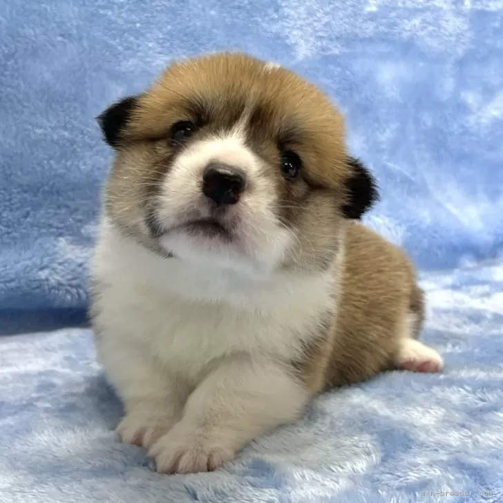 ID：2509-03736の子犬