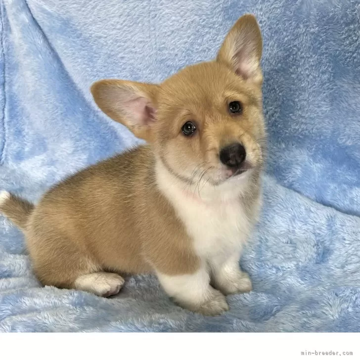 ID：2502-06742の子犬