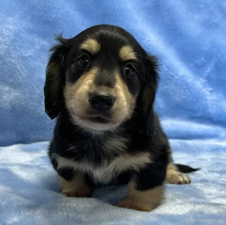 S.N 様のお迎えした子犬