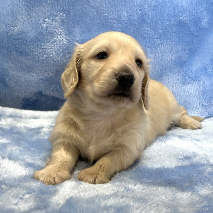 ブリーダー画像