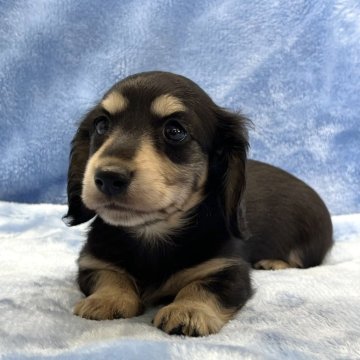 ミニチュアダックスフンド(ロング)【大阪府・女の子・2025年9月18日・ブラック&タン】の写真「優しいお顔の可愛い女の子♪」