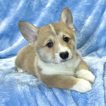 ウェルシュ・コーギー・ペンブローク【大阪府・男の子・2025年9月30日・レッド&ホワイト】の写真「可愛い男の子。」