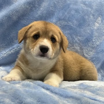 ウェルシュ・コーギー・ペンブローク【大阪府・男の子・2025年9月30日・レッド&ホワイト】の写真「可愛い男の子。」