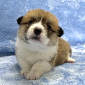 ウェルシュ・コーギー・ペンブローク【大阪府・女の子・2025年7月19日・レッド&ホワイト】の写真「可愛い女の子」