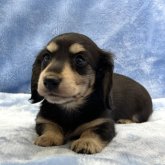 ミニチュアダックスフンド(ロング)