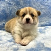 ウェルシュ・コーギー・ペンブローク