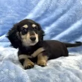 ミニチュアダックスフンド(ロング)【大阪府・女の子・2025年9月18日・ブラック&タン】の写真1