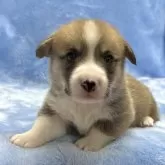 ウェルシュ・コーギー・ペンブローク【大阪府・男の子・2024年12月29日・レッド&ホワイト】の写真4