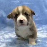 ウェルシュ・コーギー・ペンブローク【大阪府・男の子・2024年12月29日・レッド&ホワイト】の写真6