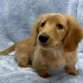 ミニチュアダックスフンド(ロング)【大阪府・女の子・2024年12月1日・イエロー】の写真7