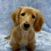 ミニチュアダックスフンド(ロング)【大阪府・女の子・2024年12月1日・イエロー】の写真8