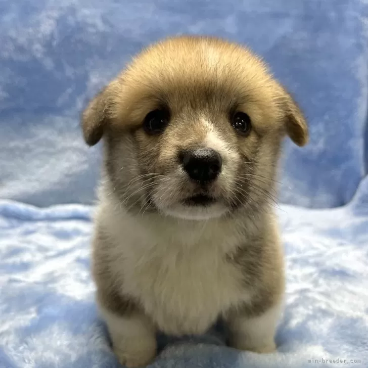 ID：2402-02417の子犬