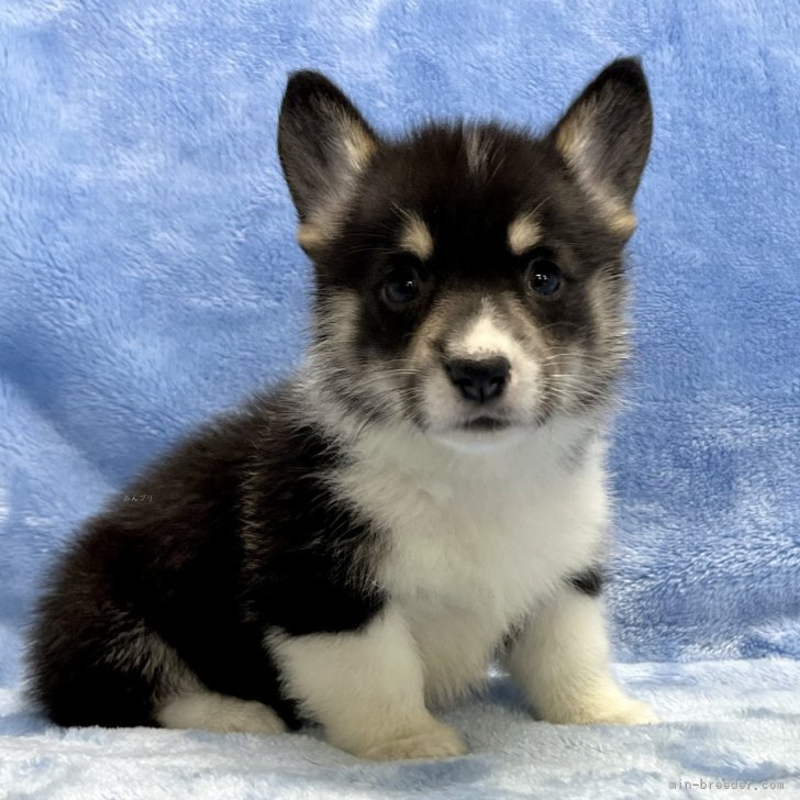 ウェルシュ・コーギー・ペンブローク【大阪府・女の子・2023年11