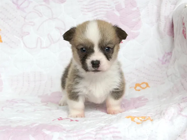 かなせいママ 様のお迎えした子犬