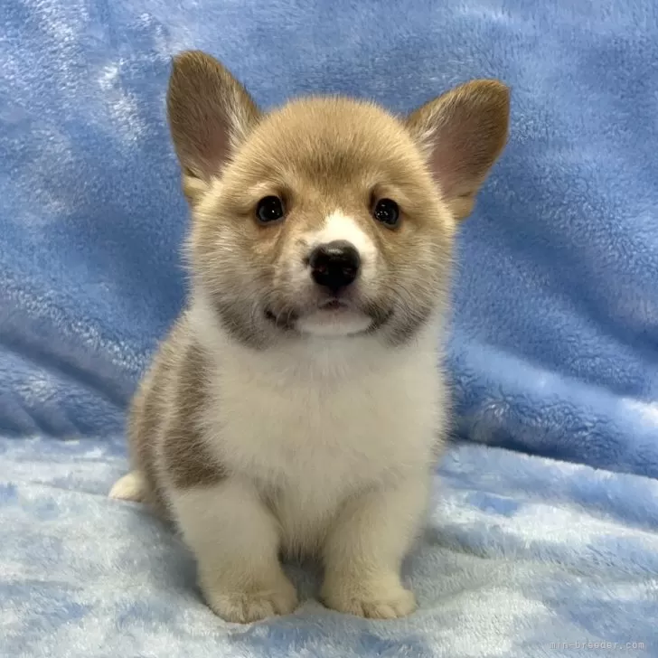 あつこ 様のお迎えした子犬